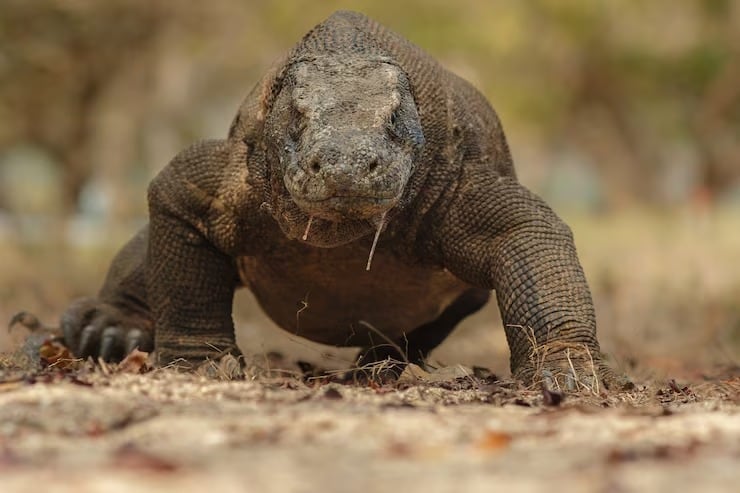 Un estudio indicó que el dragón de Komodo ya era gigante antes de llegar a Indonesia y replanteó el origen del mayor lagarto del mundo (Magnific)