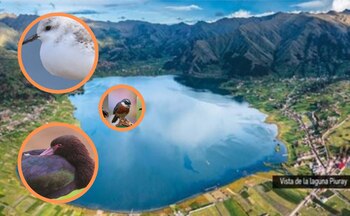 Descubren especies en la laguna