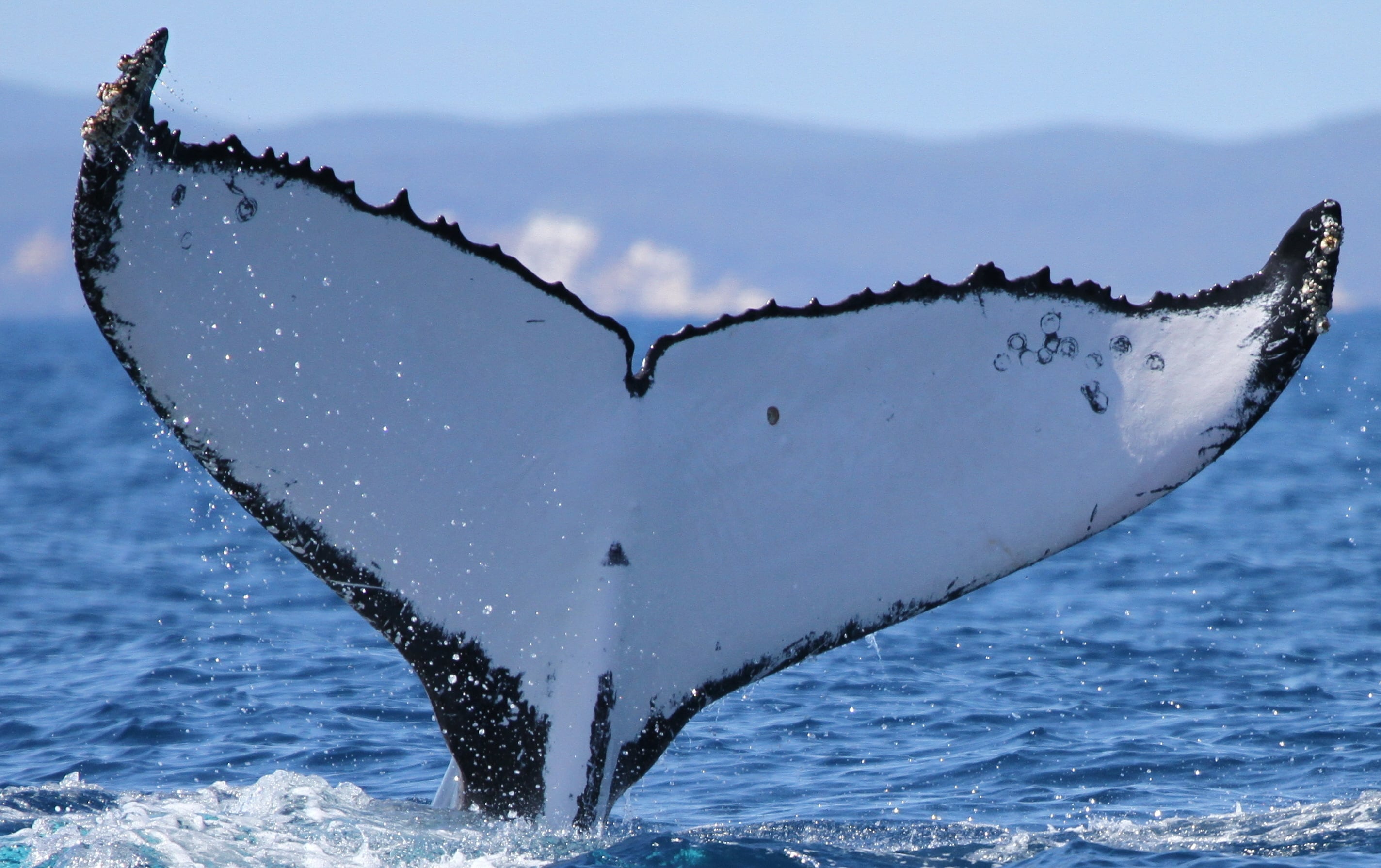 La investigación, publicada en Royal Society Open Science, analizó más de 19.000 fotos de aletas caudales tomadas entre 1984 y 2025 en el Atlántico y Pacífico sur. (Pacific Whale Foundation via AP)