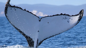 Las ballenas jorobadas rompen un récord: cruzaron 15.100 kilómetros entre Australia y Brasil