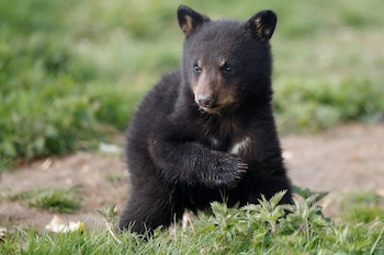 Se cree que hay más