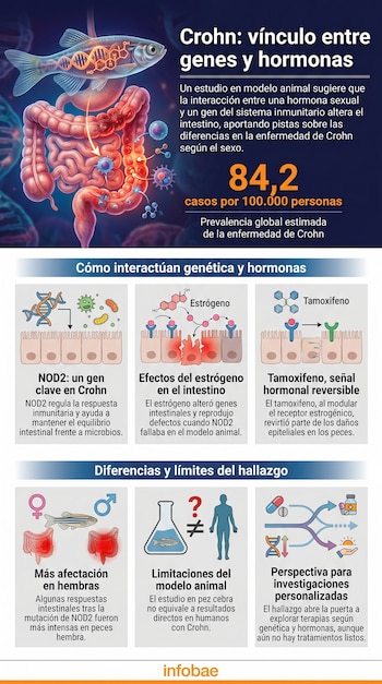 Infografía con pez cebra, intestino humano, diagramas de ADN, hormonas, células, bacterias y texto sobre enfermedad de Crohn y su prevalencia.