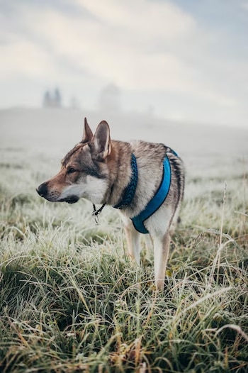 Perro lobo de pelaje gris, marrón y blanco con collar trenzado y arnés azul, de pie en campo de hierba escarchada. Al fondo, estructuras y cielo nublado