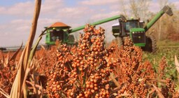 Sorgo envuelto en la confusión que siembra Trump