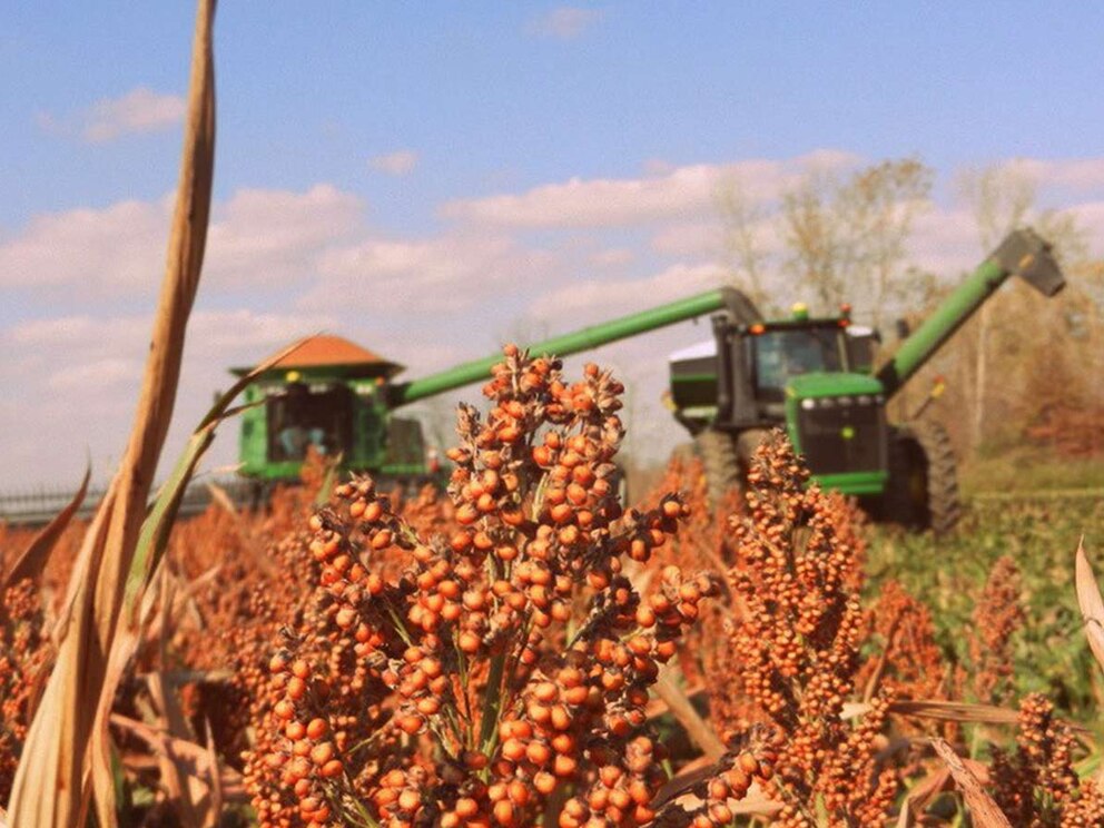 Siembra de trigo supera el 60% mientras avanza la cosecha de soja y maíz en Argentina