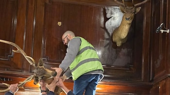 Tras una denuncia, retiraron cuatro cabezas de ciervo de un histórico bar notable porteño: una pertenece a una especie protegida