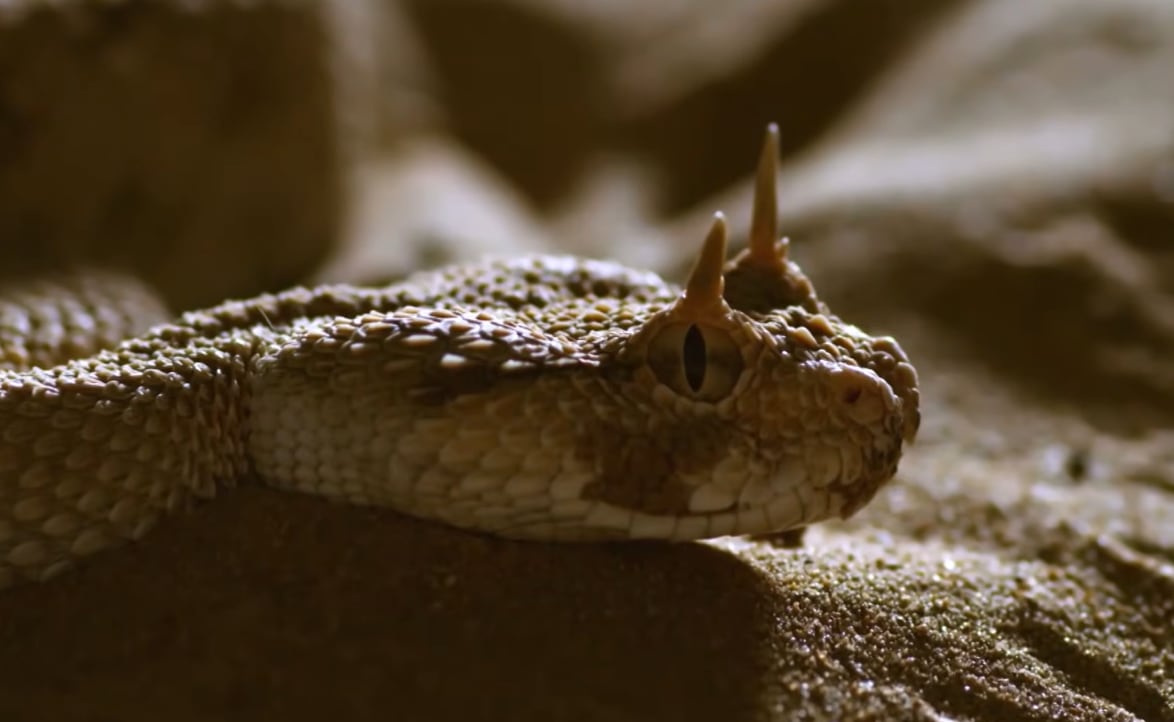 La víbora cornuda de cola de araña usa un señuelo que imita a una araña para atraer aves como parte de su estrategia de caza (YouTube/@NationalGeographicEspaña)