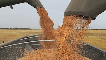 El trigo perdió poder de