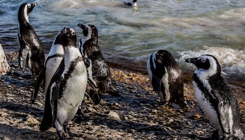 Derrames, plásticos y presión costera