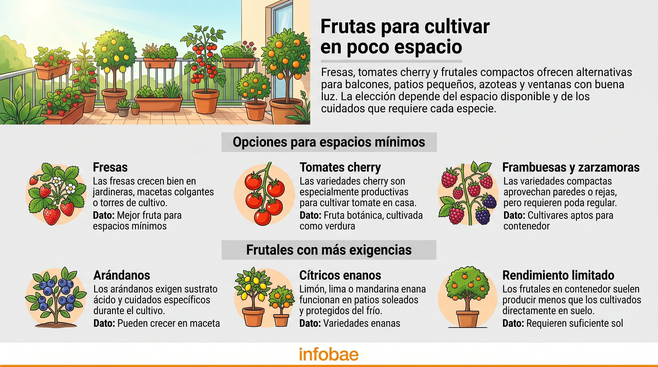Una infografía de infobae presenta las características y requerimientos de distintas especies de frutas aptas para cultivar en balcones y terrazas. (Imagen Ilustrativa Infobae)