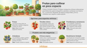 Infografía con un balcón con plantas en macetas y recuadros explicativos sobre distintas frutas y sus necesidades de cultivo.