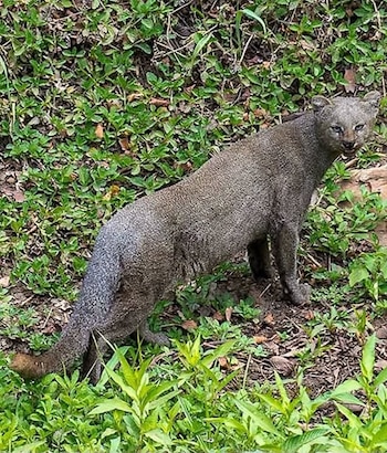 Felino Valle de Bravo Pantera Jaguarundi