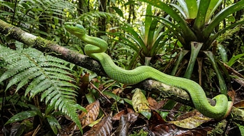 Serpiente verde vibrante enrollada en una rama cubierta de musgo, con follaje verde de helechos y plantas tropicales desenfocado en el fondo.