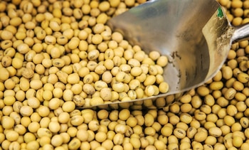 La soja ha reaccionado muy