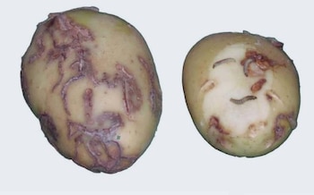 Patata infectada por la larva de la polilla guatemalteca