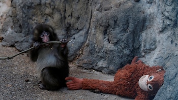 El reencuentro entre Punch y