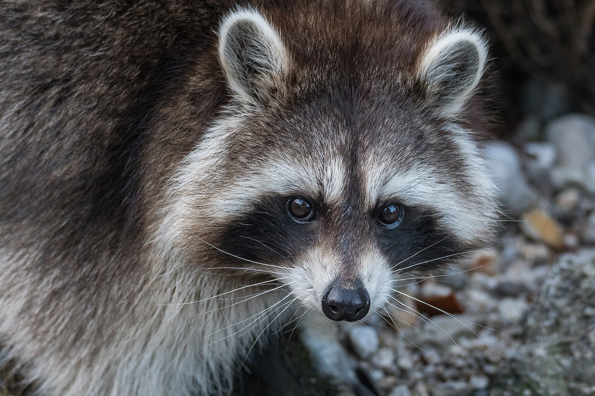 Ejemplar de mapache. (Isiwal/Wikimedia Commons)