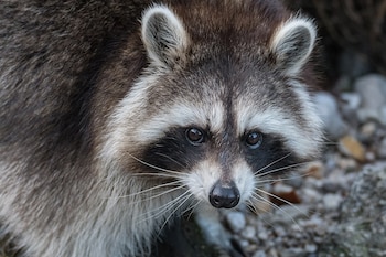 Ejemplar de mapache. (Isiwal/Wikimedia Commons)