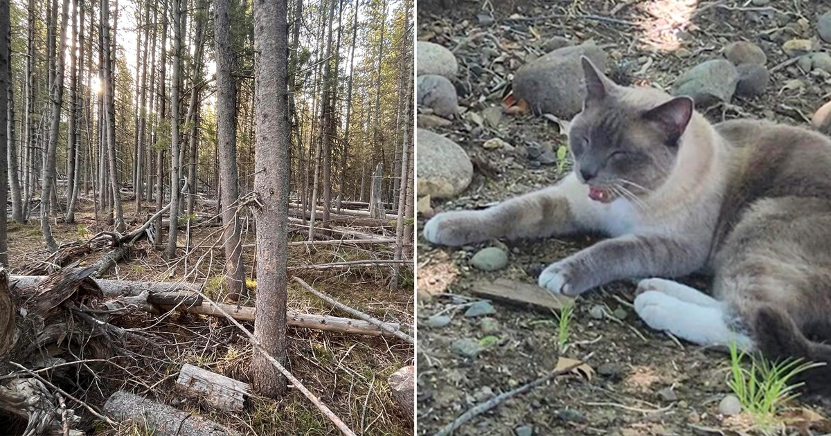 De Yellowstone a casa: el increíble viaje de un gato perdido que recorrió más de 1.400 kilómetros 2 Merca2.es El comienzo del viaje