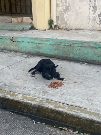 Un perro siendo alimentado en