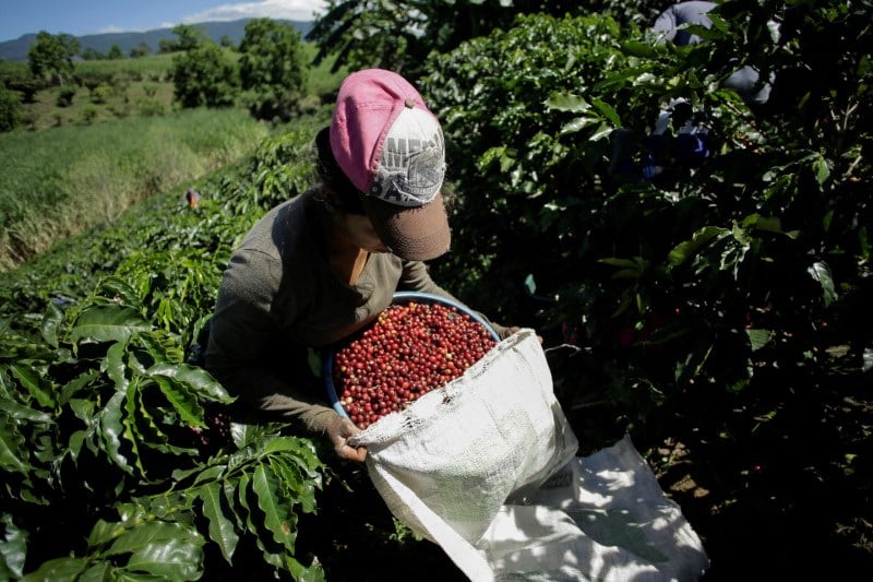 El Banco Central anticipa una contracción en la producción de café y una disminución en la de palma y otras frutas para lo que resta de 2026. REUTERS/Juan Carlos Ulate/Foto de archivo