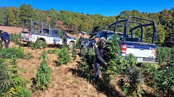 Además del plantío, las autoridades