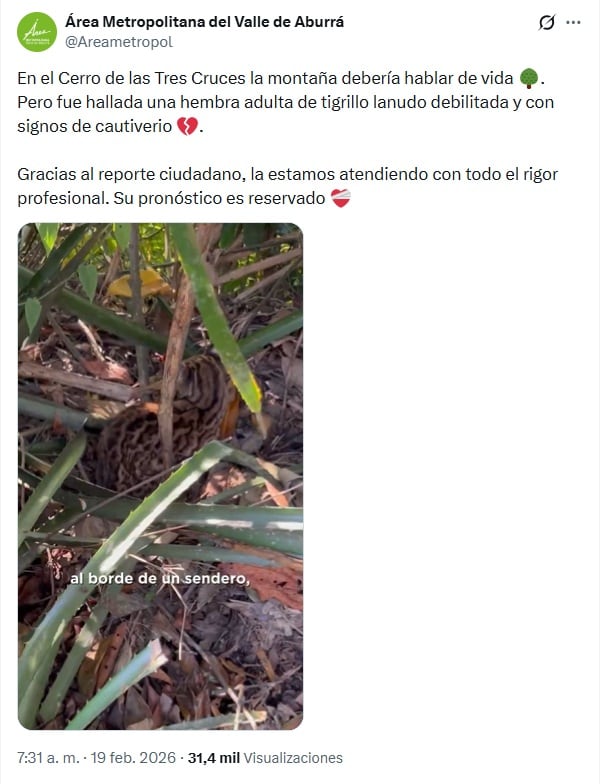 El 18 de febrero de 2026 se reportó el hallazgo de la felina - crédito @Areametropol/X