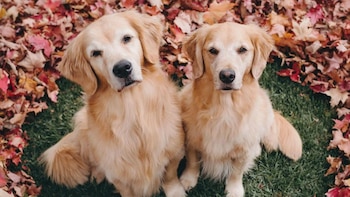 Lizzie a la izquierda y