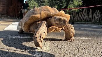 Investigadores analizan las pisadas de tortuga para interpretar huellas de animales de hace 250 millones de años