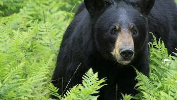 Profepa investiga castración de oso