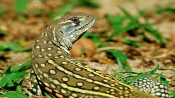 Los reptiles están aclarando