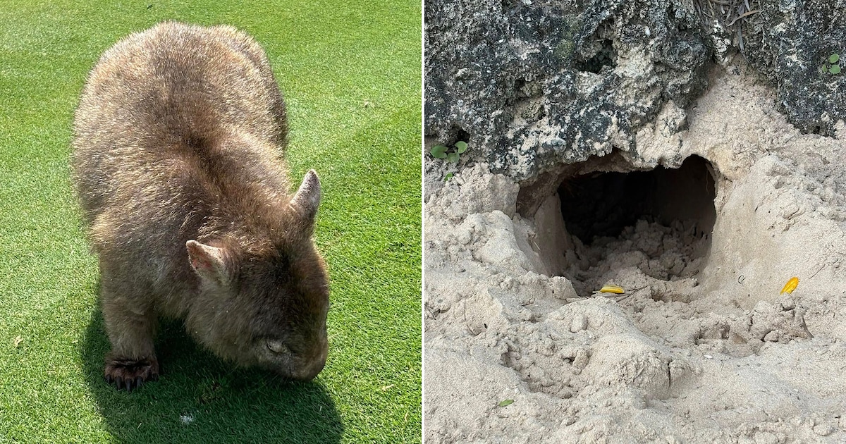 Wombat causa sensación al cavar su madriguera entre una taberna y un club de bolos en el sur de Australia