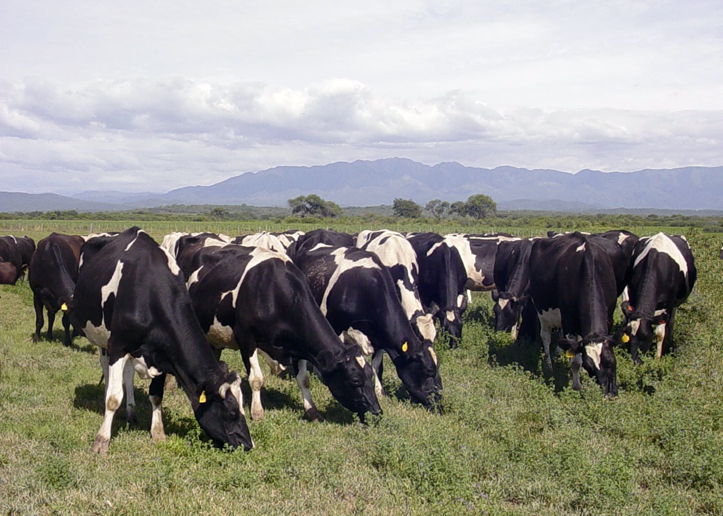 La faena vacuna creció 5,3% mensual en junio, según la UIA. (Revista Chacra)