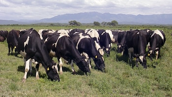 Brucelosis bovina: suman una nueva herramienta para detectar la enfermedad y reforzar los controles