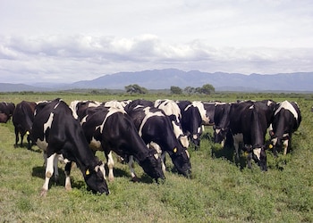 Vacas lecheras en el campo