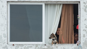 Al menos 12 colonias son