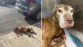 Debido a su terrible condición