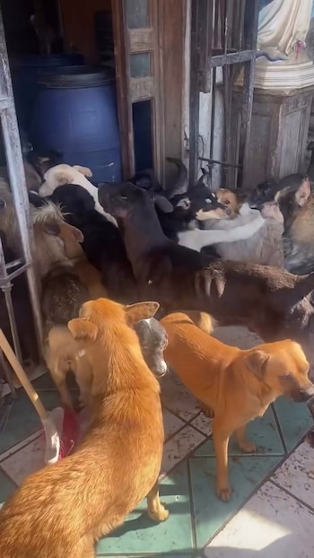 El refugio enfrenta emergencia tras