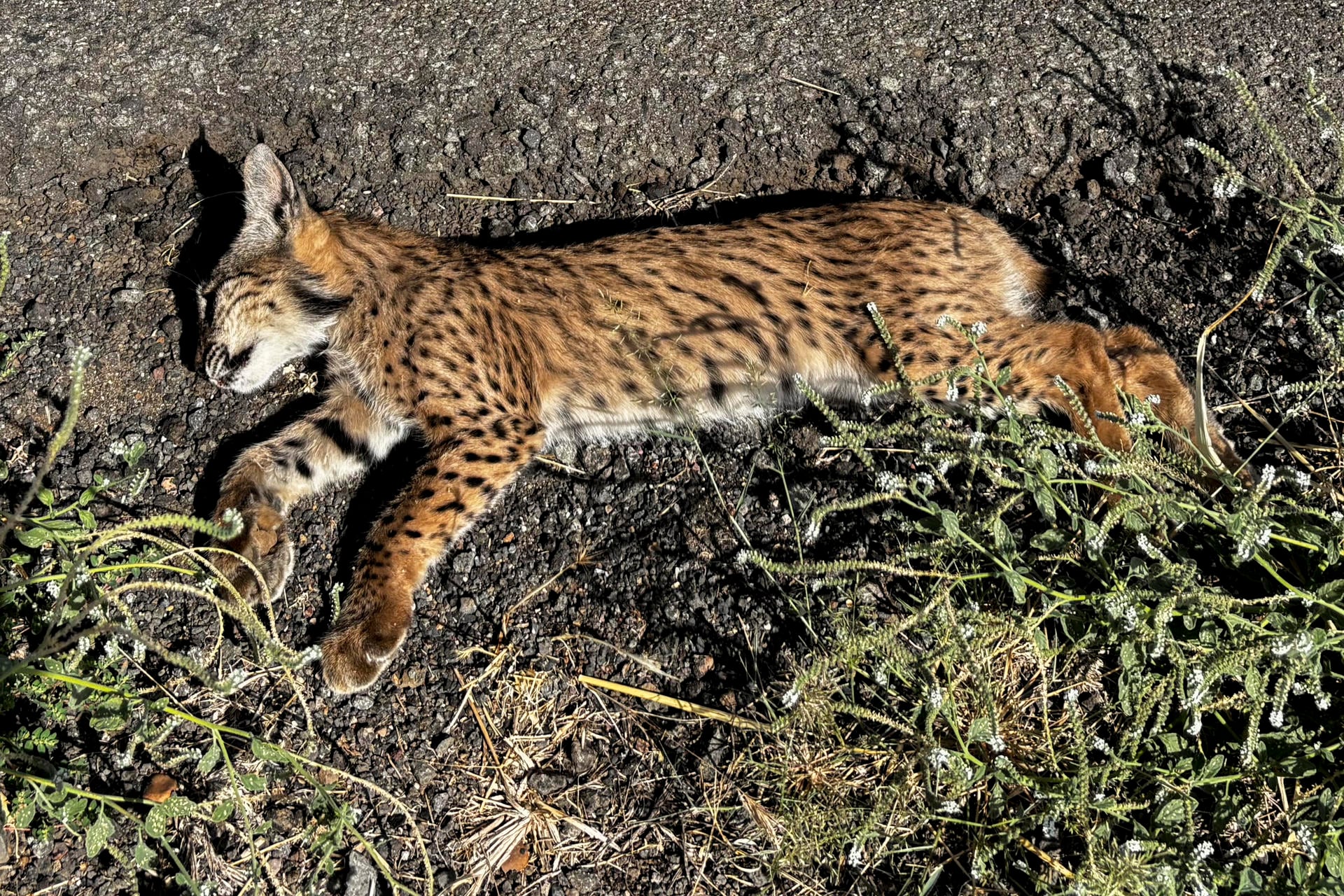 Un cachorro de lince ibérico muerto en la CM-4115 (EFE)