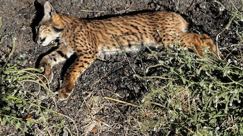Muere un cachorro de lince ibérico por atropello cerca de la laguna de Caracuel (Ciudad Real): es el cuarto ejemplar que fallece en estas condiciones
