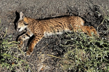 Un cachorro de lince ibérico (Lynx pardina) ha muerto este domingo atropellado en la carretera CM-4115, que conecta las localidades ciudadrealeñas de Caracuel, Villamayor de Calatrava y Almodóvar del Campo, en el entorno de la microreserva de la laguna de Caracuel, incluida en el Lugar de Importancia Comunitaria (LIC) "Lagunas Volcánicas del Campo de Calatrava", integrado en la Red Natura 2000. EFE/Jesús Monroy
