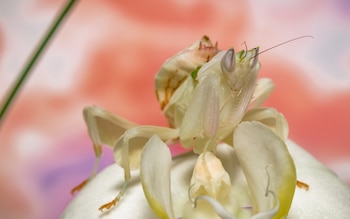 Paciencia letal: Inmóvil entre las