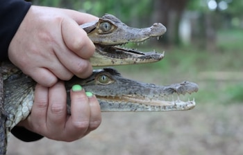 Investigadores del Centro de Investigaciones Hidráulicas e Hidrotecnias de la Universidad Tecnológica de Panamá realizan un estudio poblacional y estado del hábitat de cocodrilos en los ríos Santa María, La Villa y Parita. (MiAmbiente)