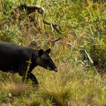 Las dantas, también conocidas como tapires, son mamíferos herbívoros de gran tamaño que pertenecen al género Tapirus. En Colombia, existen tres especies de dantas - crédito Parques Ncionales Naturales de Colombia