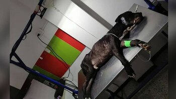 A Lucio un falso veterinario