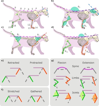 Ilustración del esqueleto de un gato con puntos numerados, ángulos señalados y esquemas de flexión y extensión