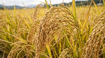 Primer plano de varias espigas de arroz doradas y cargadas de granos en un cultivo.