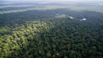 Advierten que las plantas de los trópicos absorben menos CO2 de lo que se creía: las consecuencias climáticas