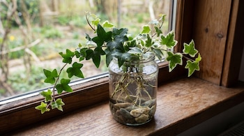 Ramitas de hiedra común verde y variegada en un frasco de vidrio con agua y piedras, situado sobre un alféizar de madera frente a una ventana borrosa.