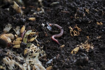 El gusano fósil, llamado Wufengella y desenterrado en China por científicos de las universidades de Bristol y Oxford, y del Museo de Historia Natural, en Reino Unido, medía media pulgada de largo y era una criatura rechoncha cubierta por un denso conjunto de placas que se superponían regularmente en su espalda (REUTERS)